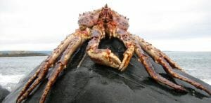 Even this King Crab would have been dwarfed by the creature reported to haunt Hilbre Island.